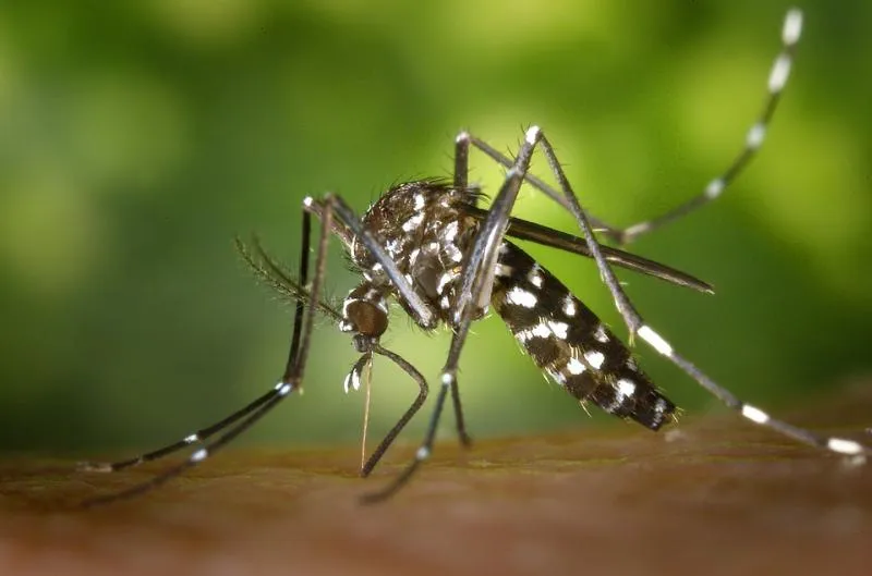 Ilustrasi nyamuk wolbachia (Foto: Pixabay)