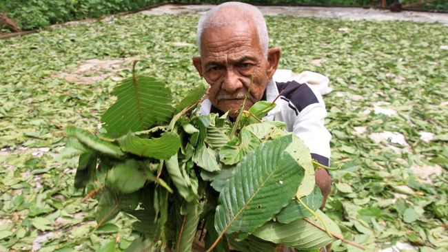 Seorang warga memperlihatkan daun kratom (Mitragyna speciosa) saat proses penjemuran di kawasan Desa Simpang Peut, Kecamatan Arongan Lam Balek, Aceh Barat, Aceh, 5 Oktober 2019. (ANTARA FOTO/Syifa Yulinnas)