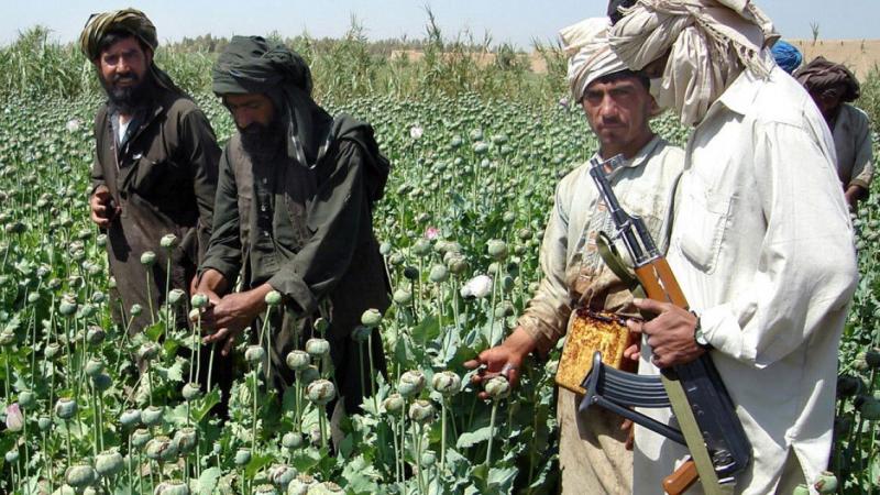 Ladang Opium Taliban (NBC)