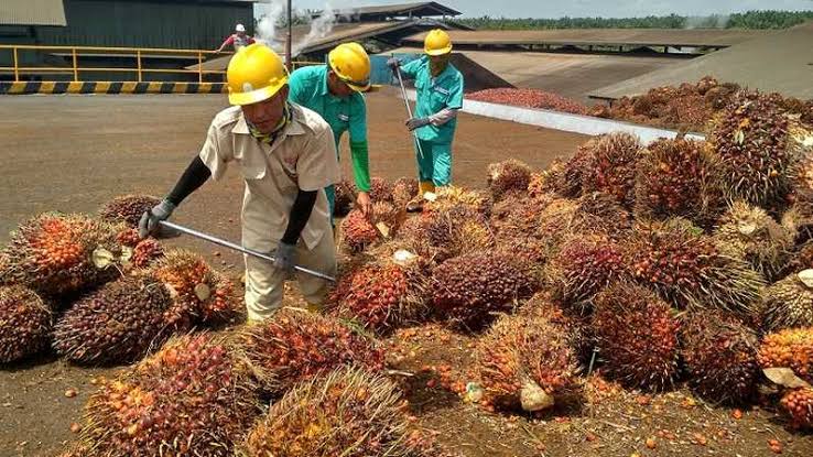Ilustrasi pekerja mengumpulkan kelapa sawit yang siap diolah. (Foto: Astra-Agro.co.id).