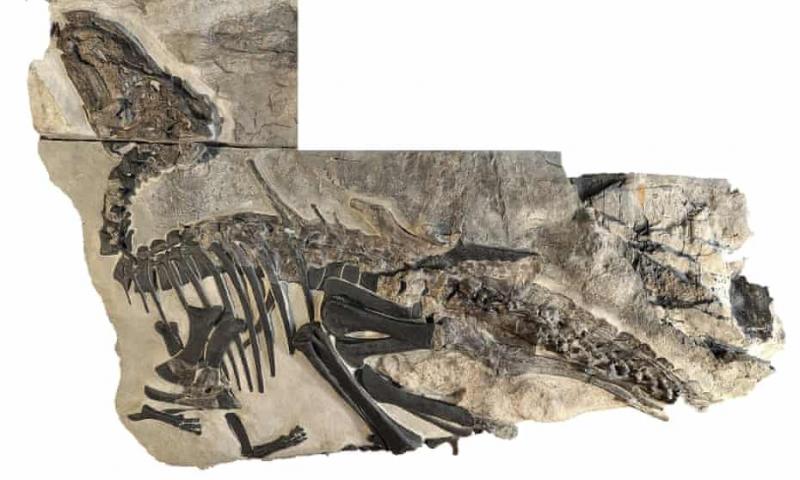 Ilustrasi: Kerangka `Bruno`, fosil dinosaurus terbesar yang ditemukan di dekat Trieste, Italia. (Foto: The Guardian)