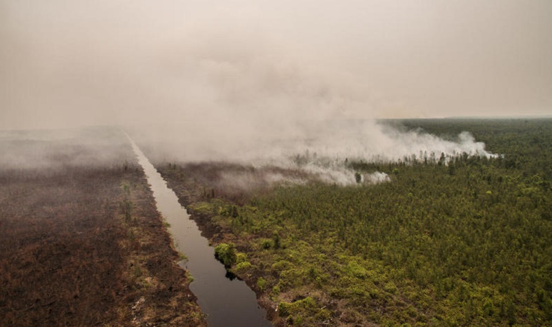 Kebakaran hutan (Foto: Dok. Greenpeace)