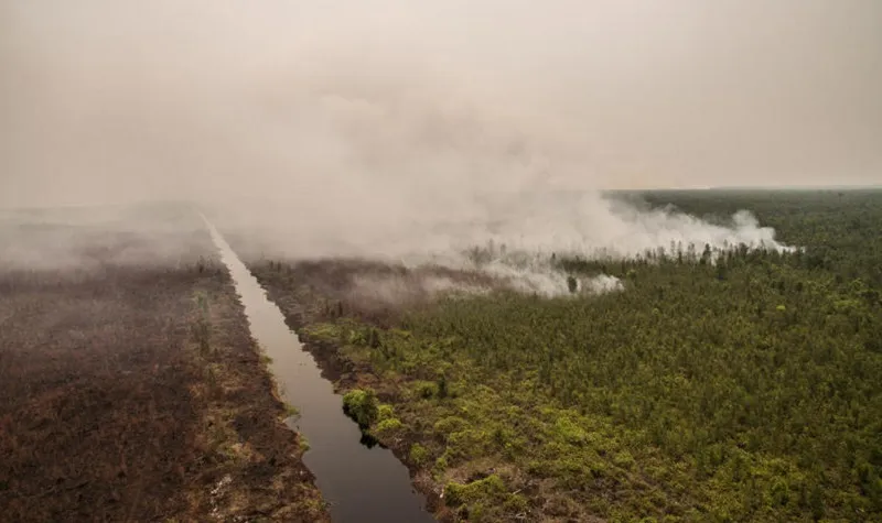 Ilustrasi Kebakaran hutan (Foto: Dok. Greenpeace)
