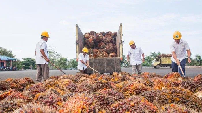 Serikat Petani Kelapa Sawit tolak stabilisasi harga migor pakai dana BPDPKS (Tribun)