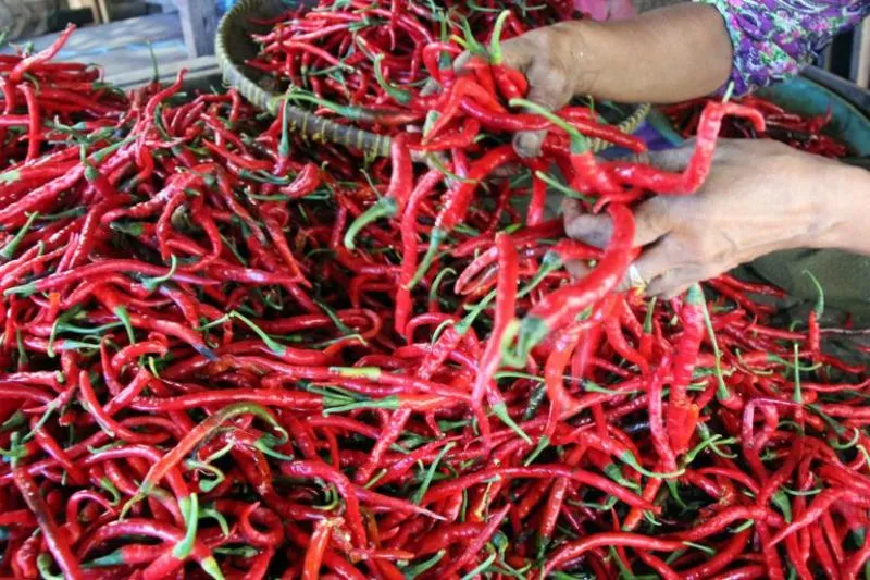Harga cabai merah naik drastis (repubika)