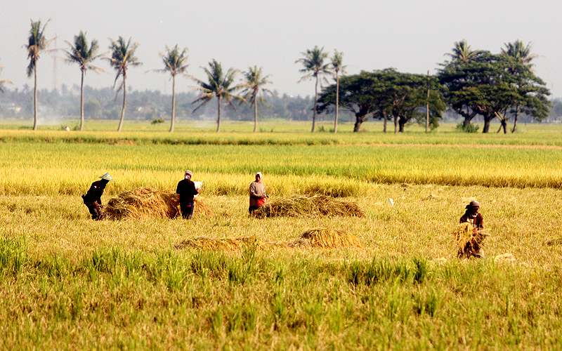 Petani sedang melakukan kegiatan bertani komoditas padi (Law-Justice)