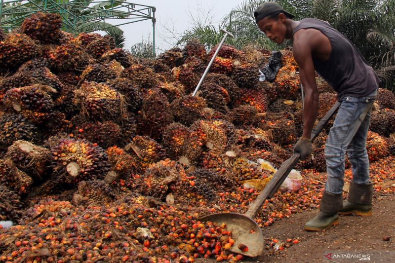Larangan ekspor CPO dan minyak goreng Jokowi langsung direspons Amerika Serikat (antara)