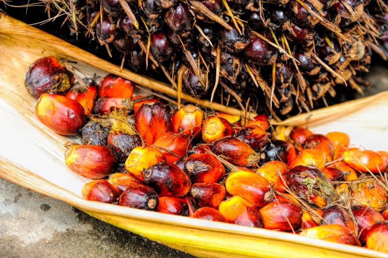 Ilustrasi kelapa sawit/palm oil (pixabay)