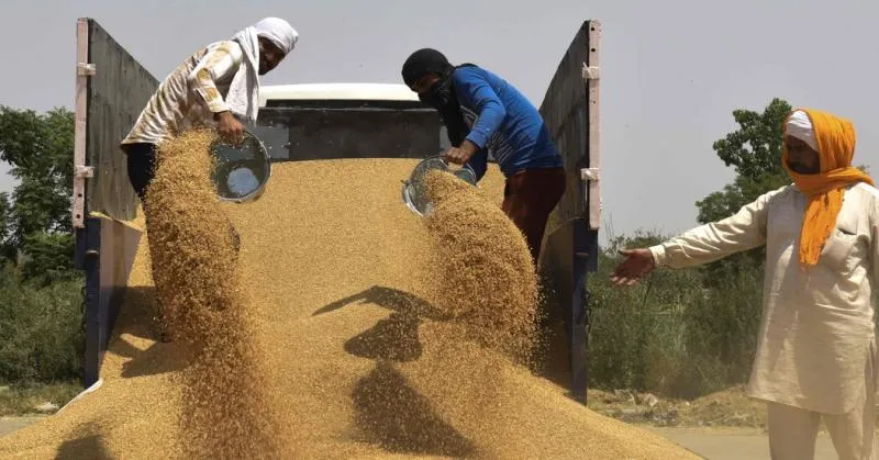 Petani Gandum India (Net)