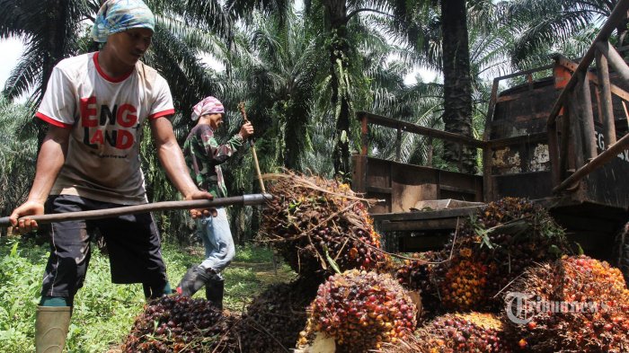 Harga CPO makin hancur usai Jokowi larang ekspor (Tribun)