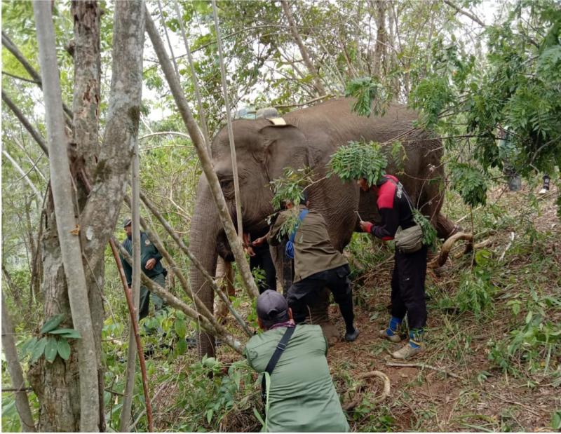 Proses pemasangan kalung GPS pada gajah (dok. KLHK)