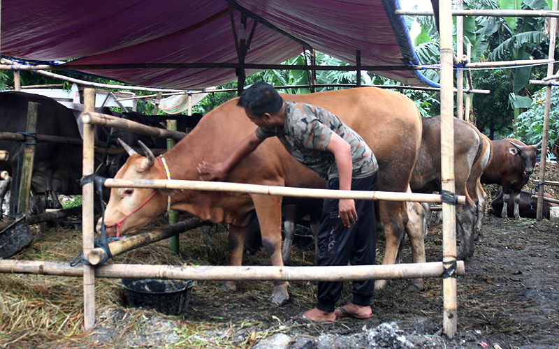 Pekerja saat memberi pakan sapi kurban di kawasan Pondok Kopi, Duren Sawit, Jakarta Timur, Rabu (15/6). Samito (40), salah seorang pedagang sapi kurban mengungkapkan maraknya virus Penyakit Mulut dan Kaki (PMK) berdampak terhadap penjualan. Adanya virus PMK menyebabkan pedagang harus melakukan karantina hewan kurban selama 14 hari sebelum dijual ke masyarakat. Robinsar Nainggolan