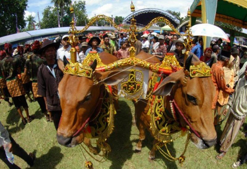 Tradisi manten sapi untuk perayaan Idul Adha di Pasuruan, Jawa Timur (phinemo)