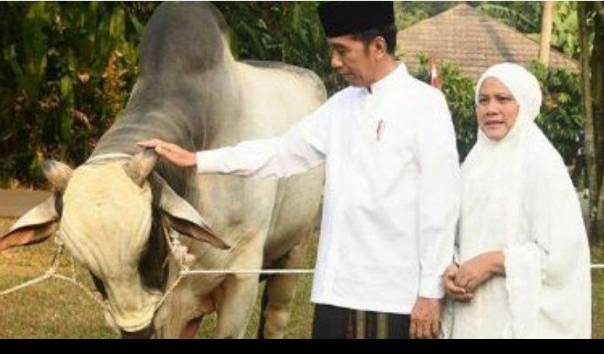 Sapi kurban yang dibeli Jokowi seharga Rp100 juta (kompastv)