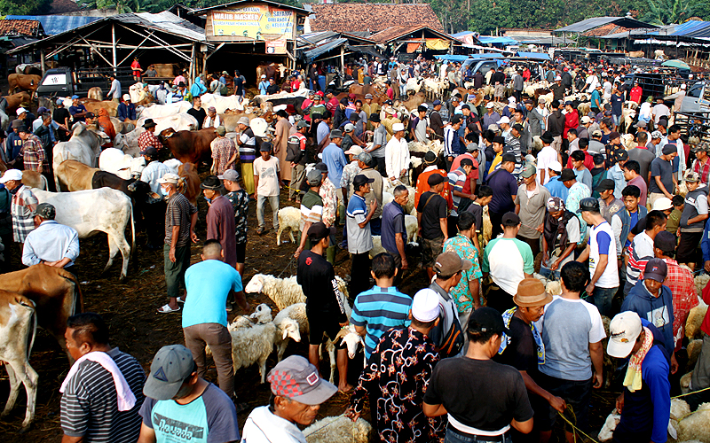 Aktivitas jual beli hewan kurban meningkat di Pasar Hewan Jonggol, Kabupaten Bogor, Jawa Barat, Kamis (7/7). Pasar hewan ini berdiri di atas tanah pribadi milik H. Rusydi Rusuh (Alm) atas permintaan para pedagang dan beroperasi sejak 1969. Pasar hewan terbesar di Jabodetabek yang menjual hewan ternak kambing, domba, sapi dan kerbau.  Robinsar Nainggolan