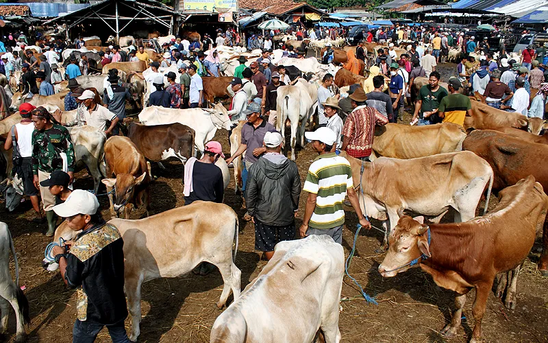 Aktivitas jual beli hewan kurban meningkat di Pasar Hewan Jonggol, Kabupaten Bogor, Jawa Barat, Kamis (7/7). Pasar hewan ini berdiri di atas tanah pribadi milik H. Rusydi Rusuh (Alm) atas permintaan para pedagang dan beroperasi sejak 1969. Pasar hewan terbesar di Jabodetabek yang menjual hewan ternak kambing, domba, sapi dan kerbau.  Robinsar Nainggolan