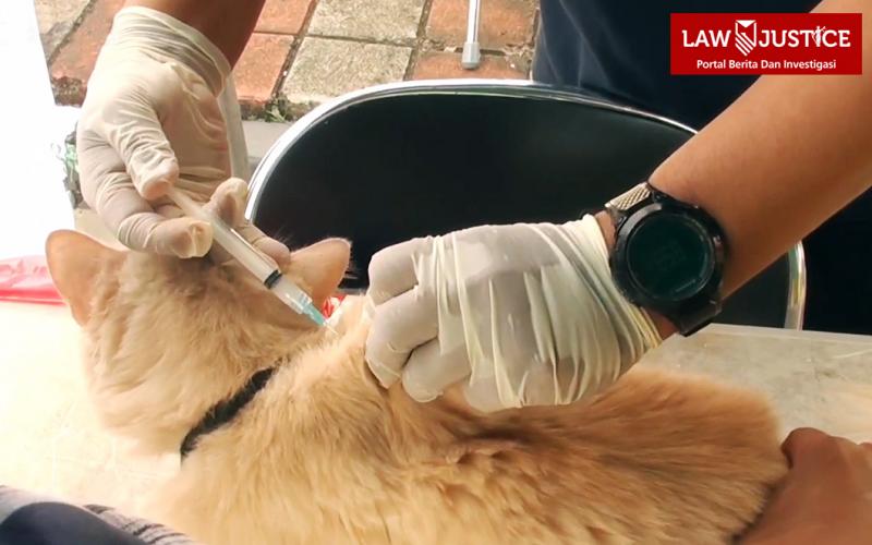 Ratusan hewan peliharaan jalani vaksin rabies. (law-justice.co)