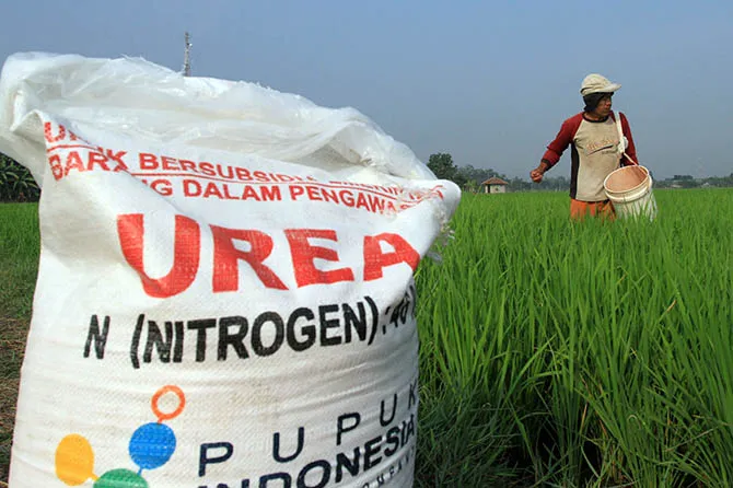 Petani di Kabupaten Pasuruan tengah memberi pupuk di lahannya. (Jawa Pos Radar Bromo Photo)