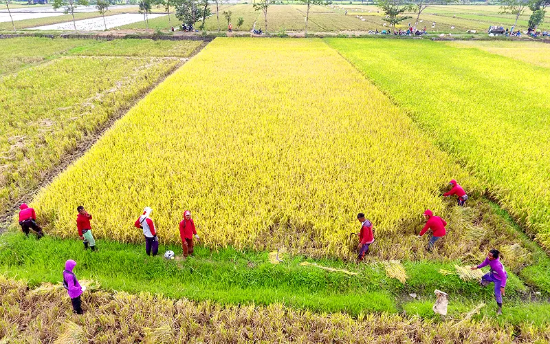Badan Urusan Logistik (Bulog) memastikan stok kebutuhan pangan termasuk beras tetap terjaga sampai akhir 2022.  Bulog memastikan Untuk beras sendiri, Perum Bulog mempunyai stok sebanyak satu juta ton. Karena itu, Bulog mengimbau masyarakat untuk tetap tenang. Saat ini wilayah Jawa Tengah Kuhusnya Kabupaten Sukoharjo, Solo, Jawa Tengah sedang panen raya. Robiinsar Nainggolan