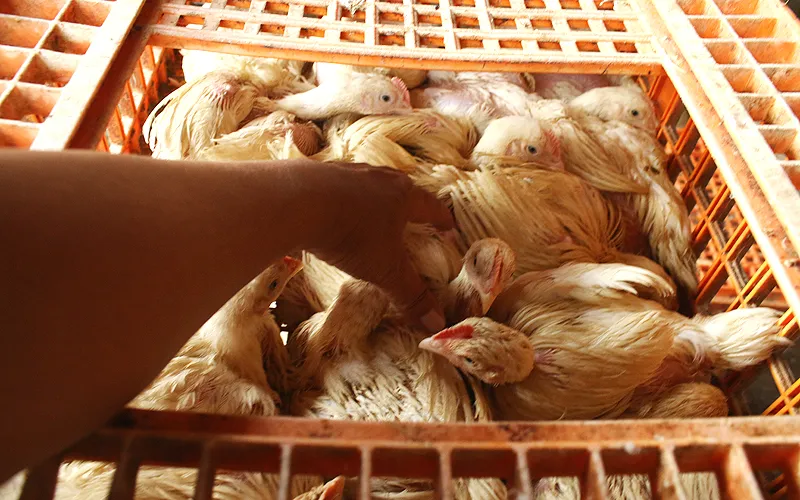 Jelang Nataru, Harga Ayam Potong Merangkak Naik. Menjelang perayaan Natal dan Tahun Baru, harga ayam potong mengalami kenaikan secara bertahap sejak dua pekan lalu. Saat ini harga ayam potong dijual Rp33.000-40.000 per kilogram. Robinsar Naingolan