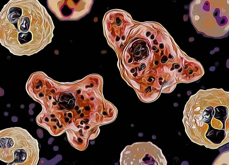 Ilustrasi amoeba pemakan otak (Net)