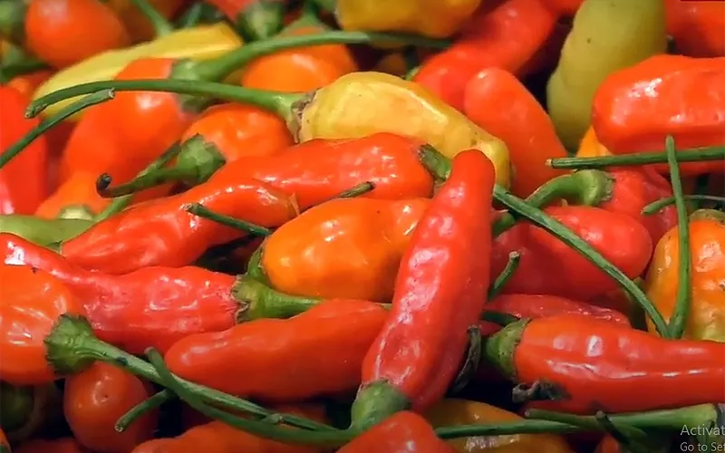 Sempat mencapai angka 100 ribu rupiah perkilo gram nya di awal bulan Januari 2023, harga cabai saat ini di harga 70 ribu rupiah dari harga normal 50 ribu rupiah perkilo gram. Seperti Harga cabai di pasar Prumnas Klender, Duren Sawit, Jakarta Timur, mencapai 70 ribu rupiah perkilo gram. Selisih harga hingga 30 persen dari harga normal di keluhkan para pedagang, karena berdampak menurunnya omset penjualan.