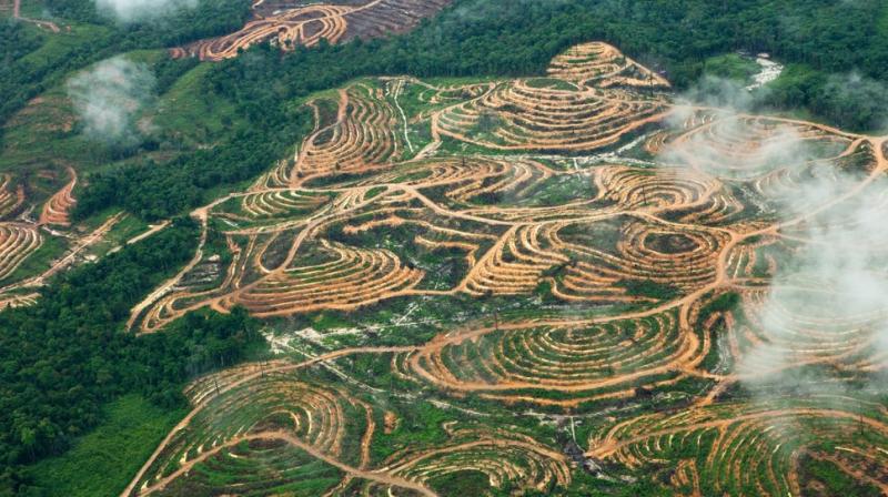 Foto udara yang menggambarkan deforestrasi akibat ekspansi perkebunan sawit. (greenpeace)  