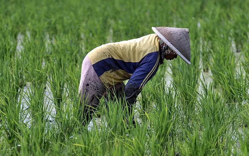 Petani saat menggiling padi usai dipanen di persawahan kawasan Rorotan, Jakarta Timur. Badan Pusat Statistik mencatat rata-rata harga beras di penggilingan pada April 2023 untuk kualitas premium naik 21,88 persen atau menjadi Rp11.818 per Kg, kualitas medium 21,37 persen atau menjadi Rp11.301 per Kg, dan luar kualitas naik 19,33 persen atau menjadi Rp10.565 per Kg. Robinsar Nainggolan