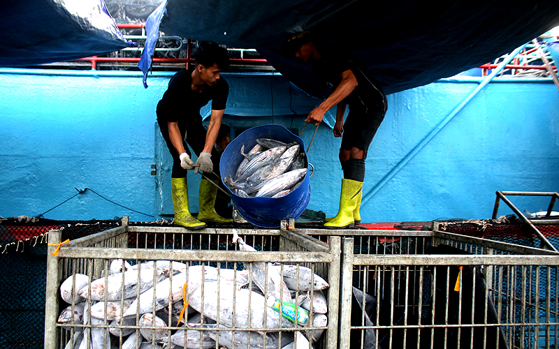 Target Ekspor Perikanan Indonesia 2023 Tembus USD 7,66 M