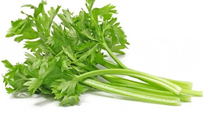 Daun Seledri/Istimewa