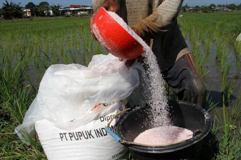 Ilustrasi: Petani menggunakan pupuk subsidi dari PT Pupuk Indonesia. (Republika)