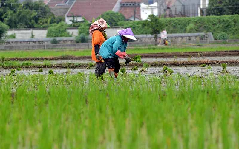 Ilustrasi Petani sedang mengelola Padi di Sawah. Robinsar Nainggolan