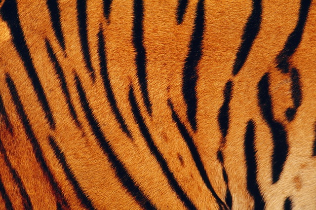 Ilustrasi kulit harimau Sumatera (Dok.Istimewa)