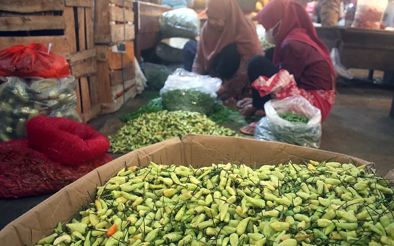 Buruh memetik cabai rawit merah di lapak pedagang agen Cabai, Pasar Induk Kramat Jati, Jakarta Timur. Buruh mengaku tingginya harga cabai rawit merah hingga Rp 100 ribu per kilo membuat pendapatan mereka sebagai buruh pemetik cabai meningkat di bulan ramadan dari biasanya, dari 30 kilogram cabai per hari menjadi 60 kilogram cabai per hari dengan upah Rp 2 ribu per kilogram cabai. Roabinsar Nainggolan
