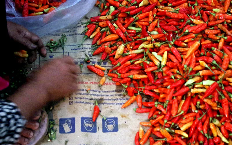 Buruh memetik cabai rawit merah di lapak pedagang agen Cabai, Pasar Induk Kramat Jati, Jakarta Timur. Buruh mengaku tingginya harga cabai rawit merah hingga Rp 100 ribu per kilo membuat pendapatan mereka sebagai buruh pemetik cabai meningkat di bulan ramadan dari biasanya, dari 30 kilogram cabai per hari menjadi 60 kilogram cabai per hari dengan upah Rp 2 ribu per kilogram cabai. Roabinsar Nainggolan