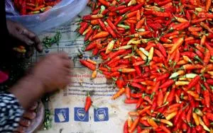 Harga Cabai Meroket di Pekan Ketiga Agustus, Rawit Tembus Rp200 Ribu