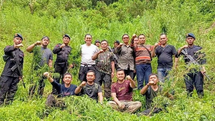 Berkat Alat Deteksi BRIN, Polda Sumut Temukan Ladang Ganja 5 Hektare. (Istimewa).