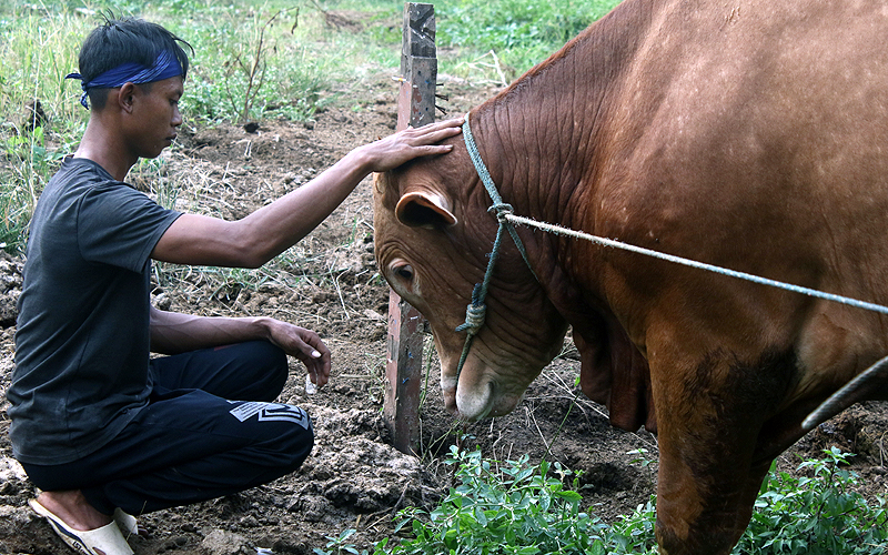 Ilustrasi sapi qurban.Penjualan hewan kurban banyak bermunculan saat ini, seperti terlihat di kawasan Karet Tengsin, Jakarta Pusat, mereka menjual kambing, domba dan sapi limosin. Hewan kurban di jual dari kisaran harga 4 Juta Rupiah hingga 45 Juta Rupiah. Robinsar Nainggolan