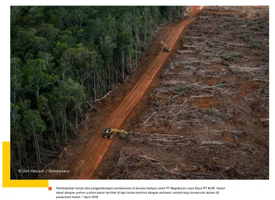 Contoh pembalakan hutan atas nama perkebunan sawit. (Greenpeace)