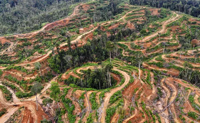 Ilustrasi: Kooptasi perkebunan sawit di kawasan kehutanan sudah pada tarap mengkhawatirkan. (Mongabay)