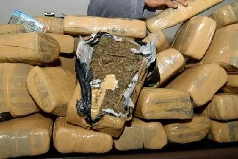 Ilustrasi Barang Bukti Ganja Kering. (Sinar Harapan).