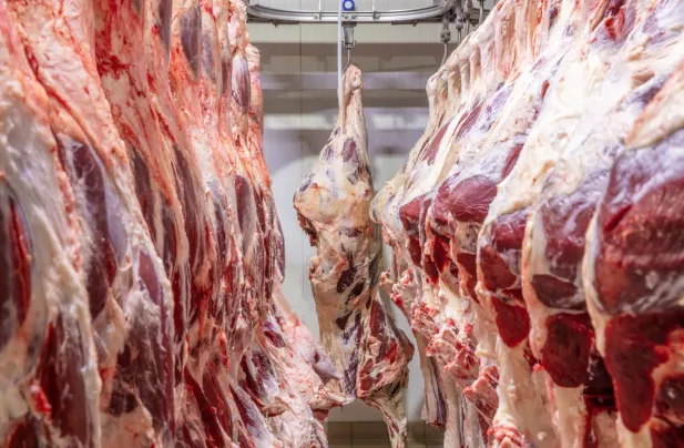Ilustrasi: Coldstorage Daging Sapi. (BJT)
