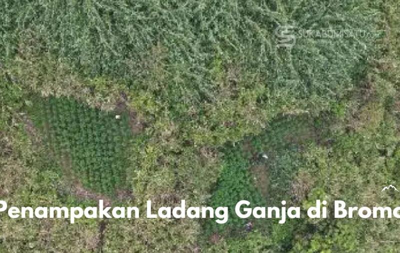Respons TNBTS soal Larangan Drone-Temuan Ganja di Bromo dan Semeru. (Istimewa).