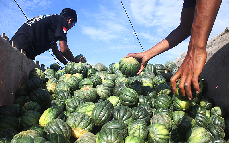 Panen Buah Blewah
