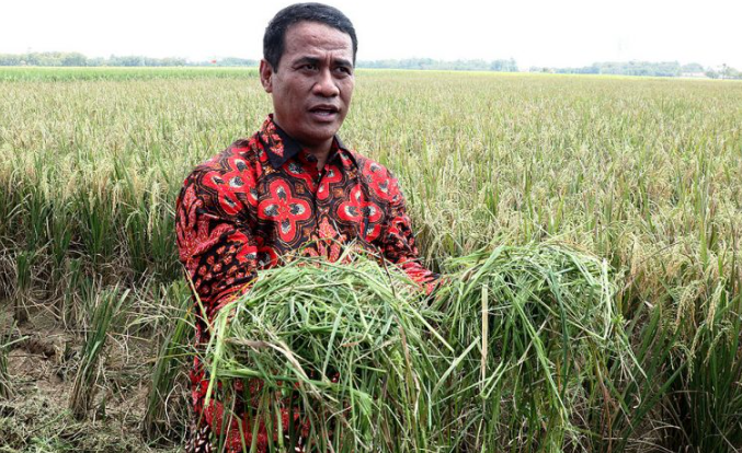 Menteri Pertanian Amran Sulaiman. (Indramayujeh)