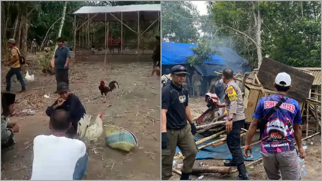 Tidak Cuma PSK, Judi Sabung Ayam Juga Muncul di Sekitar IKN. (istimewa).