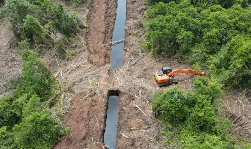 Perluasan Lahan Hutan Untuk Perkebunan Sawit - Sumber Foto: Mongabay