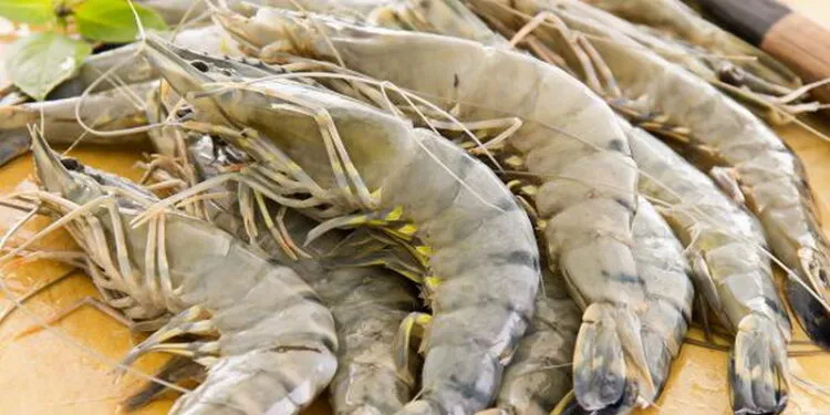 Ekspor udang (KKP)