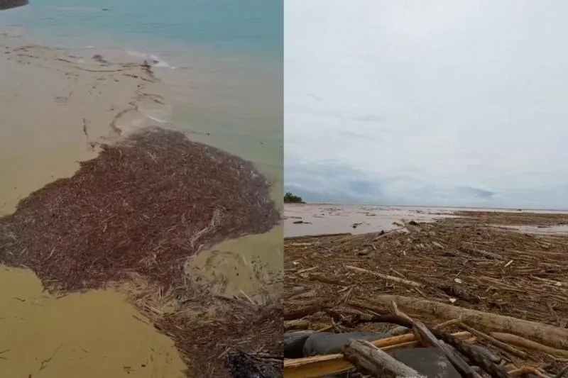Imbas Banjir Bandang, Ribuan Potongan Kayu Penuhi Pantai Parkit Padang. (Istimewa).