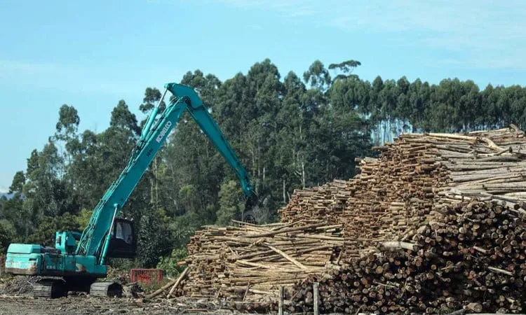 Respons Toba Pulp usai Heboh Dituduh Biang Kerok Banjir Sumatra. (Bisnis.com).